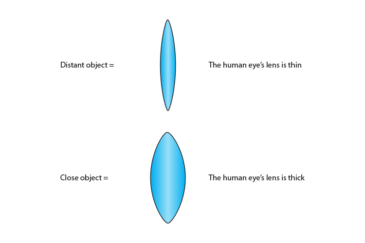 Lens thickness of a human eye when focusing on distant and near objects